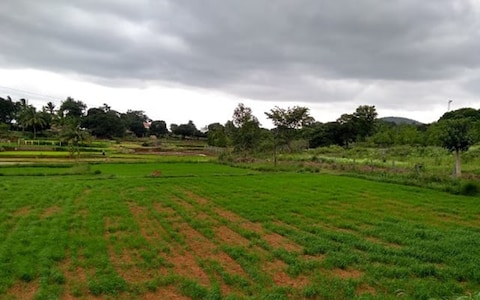 Government Silk Farm